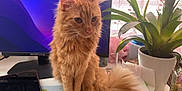California is registered to the contest to win money with this photo: cat, orange_cat, fluffy_fur, desk, computer_monitor, tablet, paper, plant, potted_plant, indoor, window, curtain, office, technology, pet, domestic_animal, feline, tail, fur, sitting