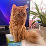 cat, orange_cat, fluffy_fur, desk, computer_monitor, tablet, paper, plant, potted_plant, indoor, window, curtain, office, technology, pet, domestic_animal, feline, tail, fur, sitting