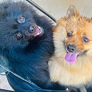 Stormie Et Shewbaka participe au concours pour gagner de l'argent avec cette photo : animal, black_dog, canine, close_up, companion, cute, dog, domestic_animal, fluffy, friendship, fur, happy, outdoor, paw, pet, playful, portrait, smiling, tan_dog, tongue_out