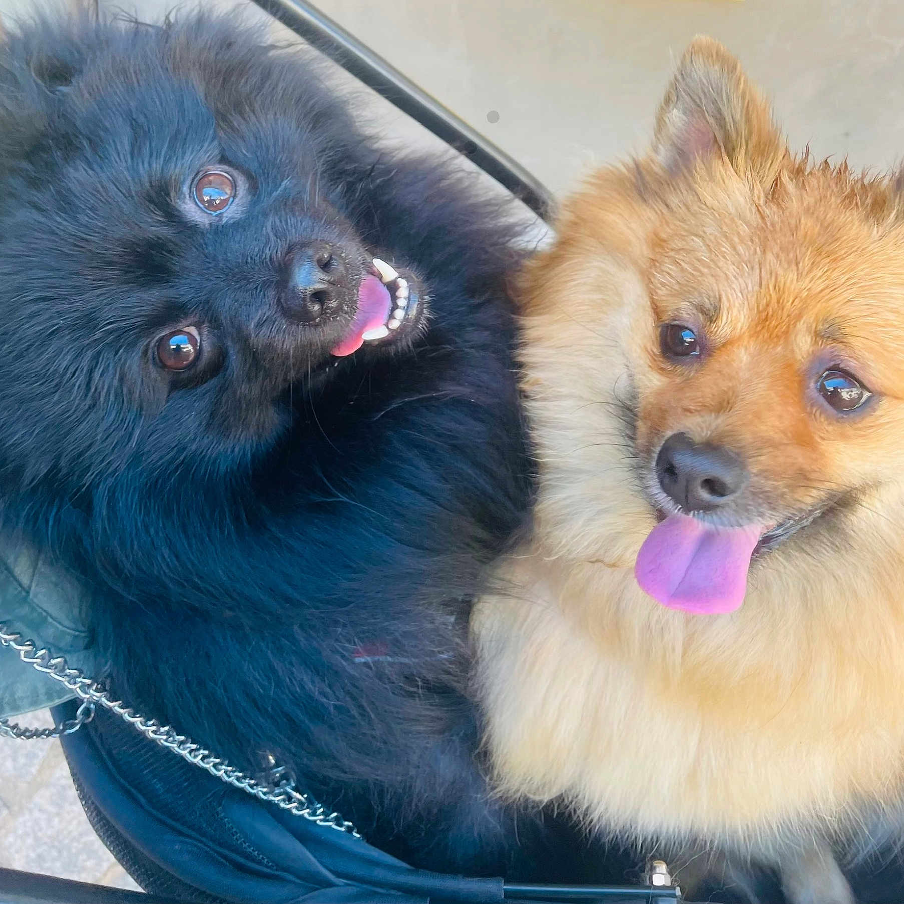 Stormie Et Shewbaka participe au concours pour gagner de l'argent avec cette photo : animal, black_dog, canine, close_up, companion, cute, dog, domestic_animal, fluffy, friendship, fur, happy, outdoor, paw, pet, playful, portrait, smiling, tan_dog, tongue_out
