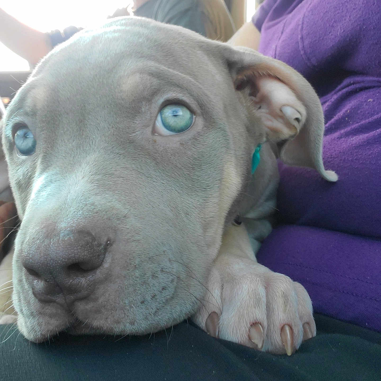 Teal