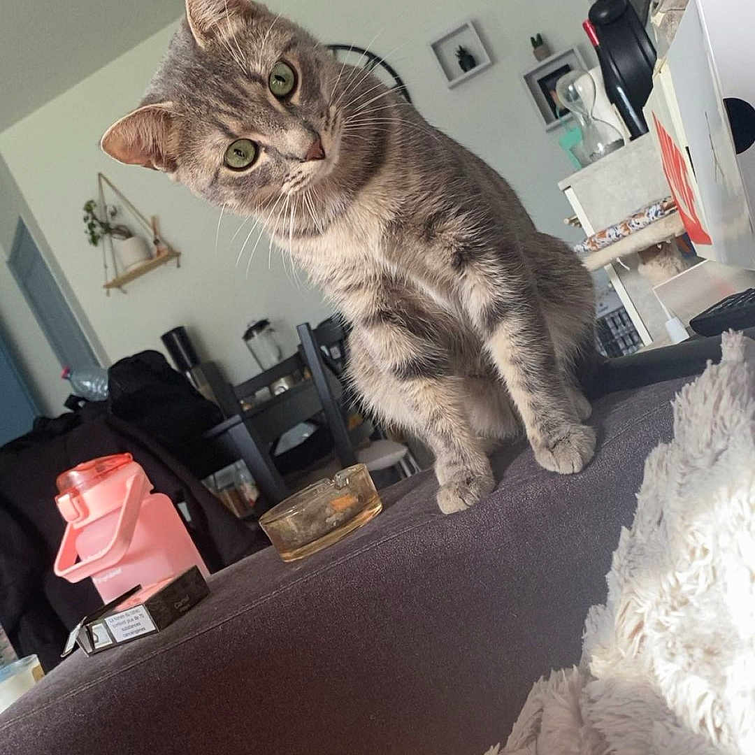 Simba a rejoint le concours — aidez-le/la à gagner de superbes lots ! blanket, cat, chair, clock, container, curious, decor, domestic_animal, furniture, glass_bowl, green_eyes, houseplant, indoor, living_room, ottoman, pet, shelf, tabby_cat, table, tattoo