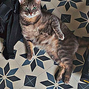 Simba a rejoint le concours — aidez-le/la à gagner de superbes lots ! cat, gray_tabby, green_eyes, floor, tile_pattern, backpack, indoor, pet, feline, relaxed, lying_down, domestic_animal, cute, whiskers, ears, paws, fur, companion, house_pet, resting