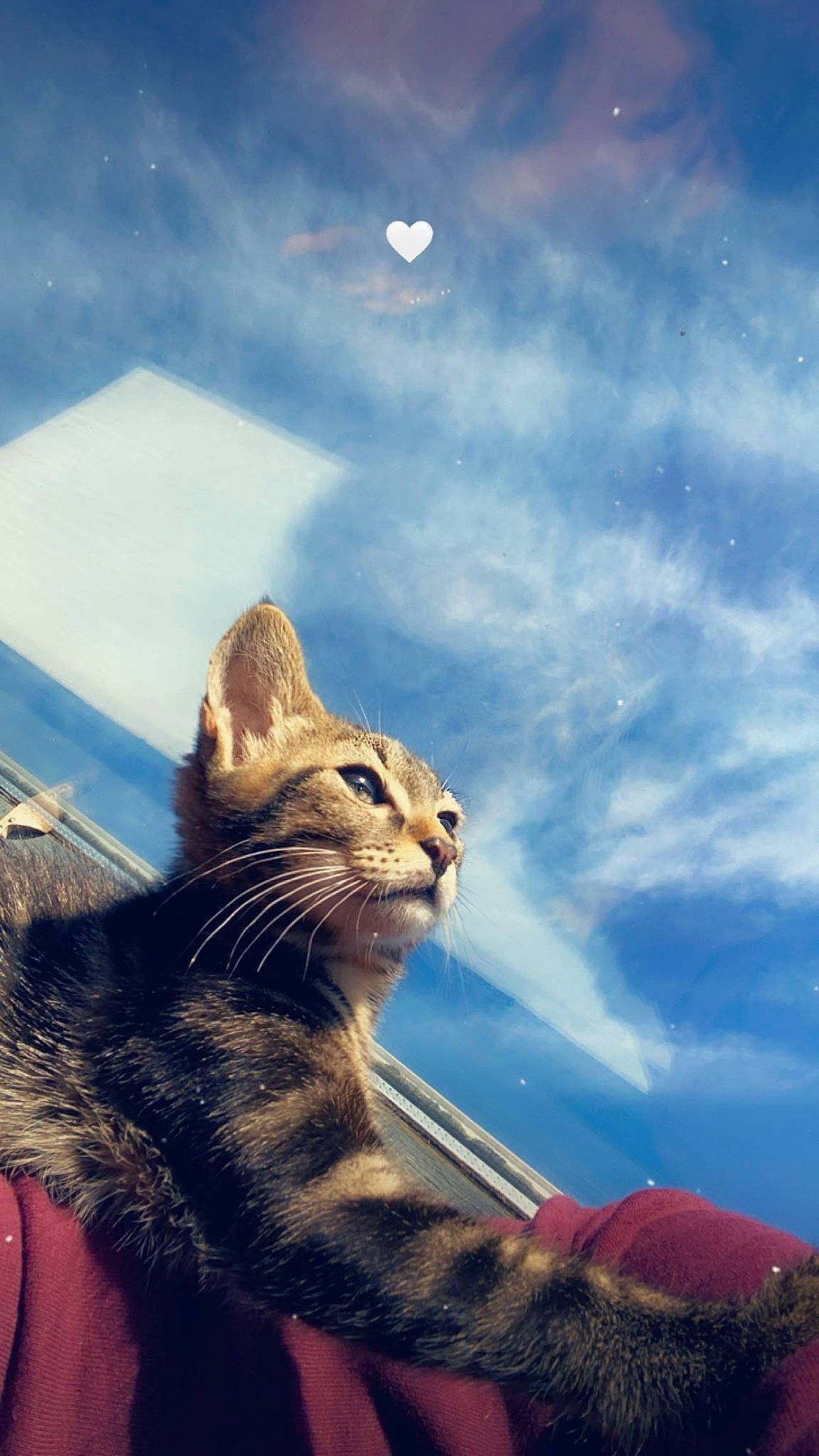 Mochi participe au concours pour gagner de l'argent avec cette photo : carnivore, cat, cloud, cumulus, domestic_short_haired_cat, fawn, felidae, fur, grass, happy, mountain, sky, small_to_medium_sized_cats, snout, tail, terrestrial_animal, tree, whiskers, wildlife