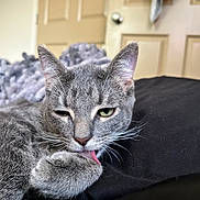 Simon joined the competition — help win amazing prizes! cat, gray_cat, tongue_out, grooming, pet, feline, whiskers, ears, paw, sleepy, indoor, cozy, blanket, door, fur, closeup, animal, cute, relaxed, resting