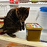 Simon joined the competition — help win amazing prizes! cat, tabby, refrigerator, food_container, jar, green_cup, butter_tub, fresh_drawer, indoor, pet, curious, feline, kitchen, snack, animal, domestic, fur, whiskers, paws, exploring