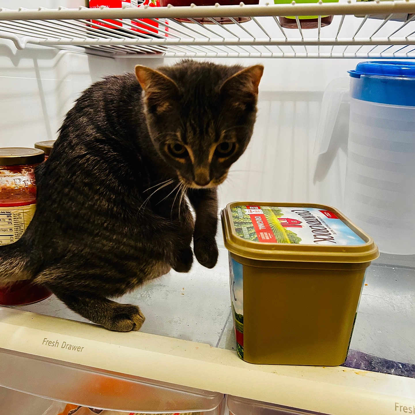Simon joined the competition — help win amazing prizes! cat, tabby, refrigerator, food_container, jar, green_cup, butter_tub, fresh_drawer, indoor, pet, curious, feline, kitchen, snack, animal, domestic, fur, whiskers, paws, exploring