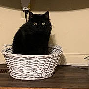 Cat Wayne Gacy is registered to the contest to win money with this photo: cat, black_cat, basket, wicker, indoor, pet, animal, curious, wide_eyes, feline, floor, wall, shadow, power_outlet, cord, home, cozy, wooden_floor, domestic, sitting