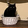 Cat Wayne Gacy