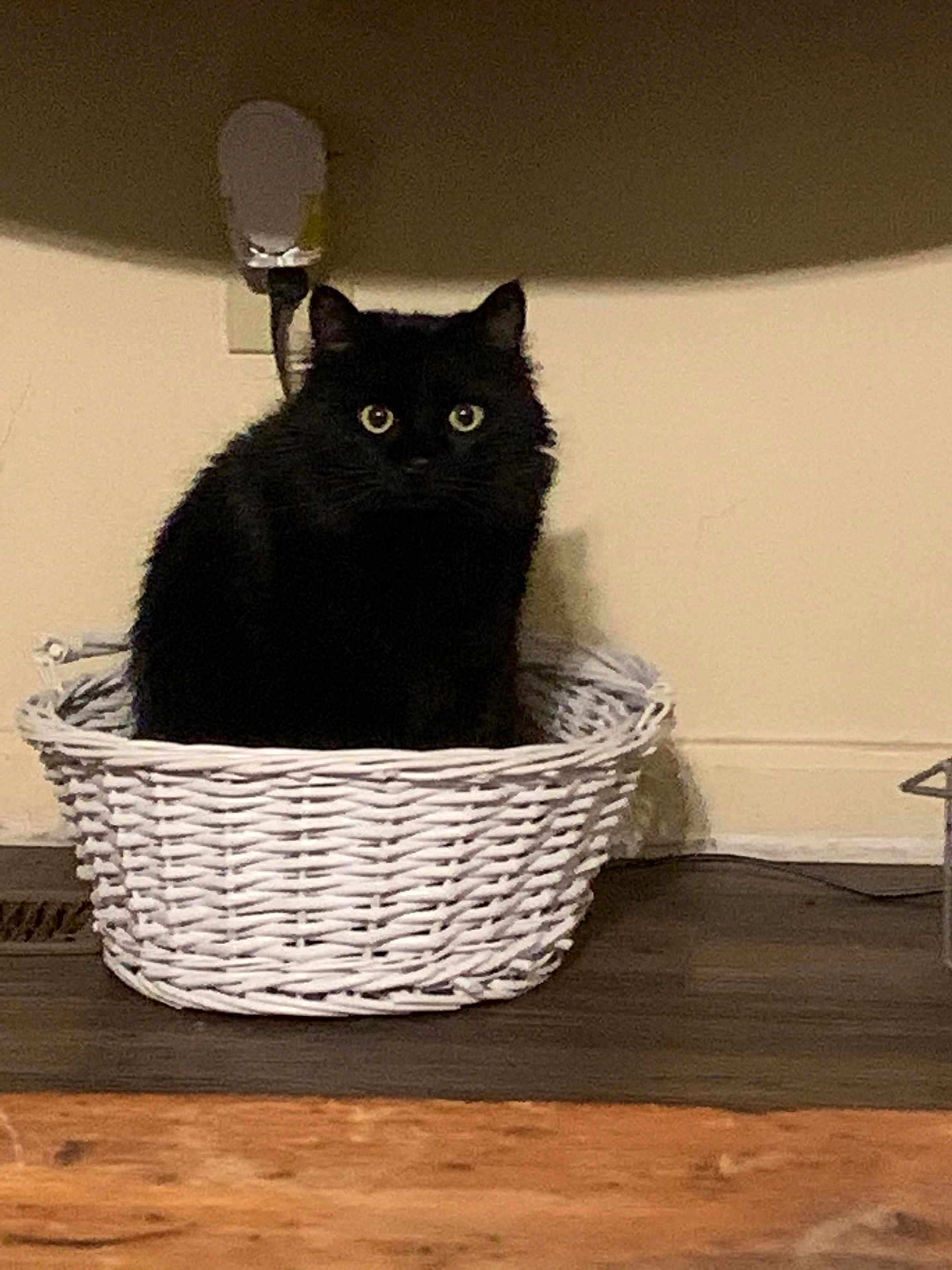 Cat Wayne Gacy