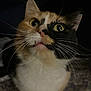 Ham is registered to the contest to win money with this photo: cat, calico, close_up, pet, whiskers, fur, animal, curious, yellow_eyes, face, portrait, indoor, feline, cute, mammal, looking_up, expression, domestic_cat, nose, mouth