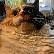 Ham joined the competition — help win amazing prizes! cat, calico, close_up, fluffy, indoor, pet, whiskers, face, fur, curious, animal, cute, nose, eyes, portrait, domestic_animal, feline, soft, background, cozy