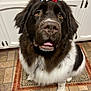 Woofie The Newfie joined the competition — help win amazing prizes! dog, bow, pet, fluffy, kitchen, rug, floor_tile, white_cabinet, brown_fur, black_fur, white_fur, large_dog, indoor, animal, closeup, cute, tongue, looking_up, waiting, adorable