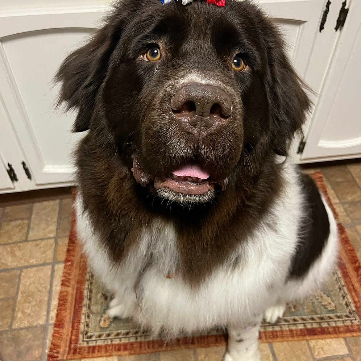 Woofie The Newfie