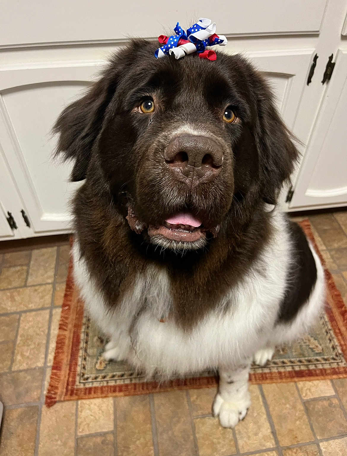 Woofie The Newfie joined the competition — help win amazing prizes! dog, bow, pet, fluffy, kitchen, rug, floor_tile, white_cabinet, brown_fur, black_fur, white_fur, large_dog, indoor, animal, closeup, cute, tongue, looking_up, waiting, adorable