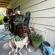 Woofie The Newfie joined the competition — help win amazing prizes! dog, bandana, leash, porch, plants, flower_pot, elephant_planter, chair, table, outdoor, concrete_floor, wall, greenery, happy, pet, animal, sitting, spotting, domestic_animal, daylight