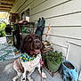 dog, bandana, leash, porch, plants, flower_pot, elephant_planter, chair, table, outdoor, concrete_floor, wall, greenery, happy, pet, animal, sitting, spotting, domestic_animal, daylight