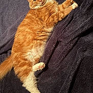 Buzz is registered to the contest to win money with this photo: animal, blanket, cat, cozy, cute, domestic_cat, ears, fluffy_fur, fur, indoor, lying_down, orange_cat, paw, pet, relaxed, soft_texture, stretching, tail, whiskers, white_cat