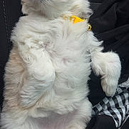 Shortcake is registered to the contest to win money with this photo: adorable, animal, canine, collar, companion, cozy, cute, fluffy, furry, indoor, napping, pet, puppy, relaxed, resting, sleeping, small_dog, soft, white_fur, young_dog
