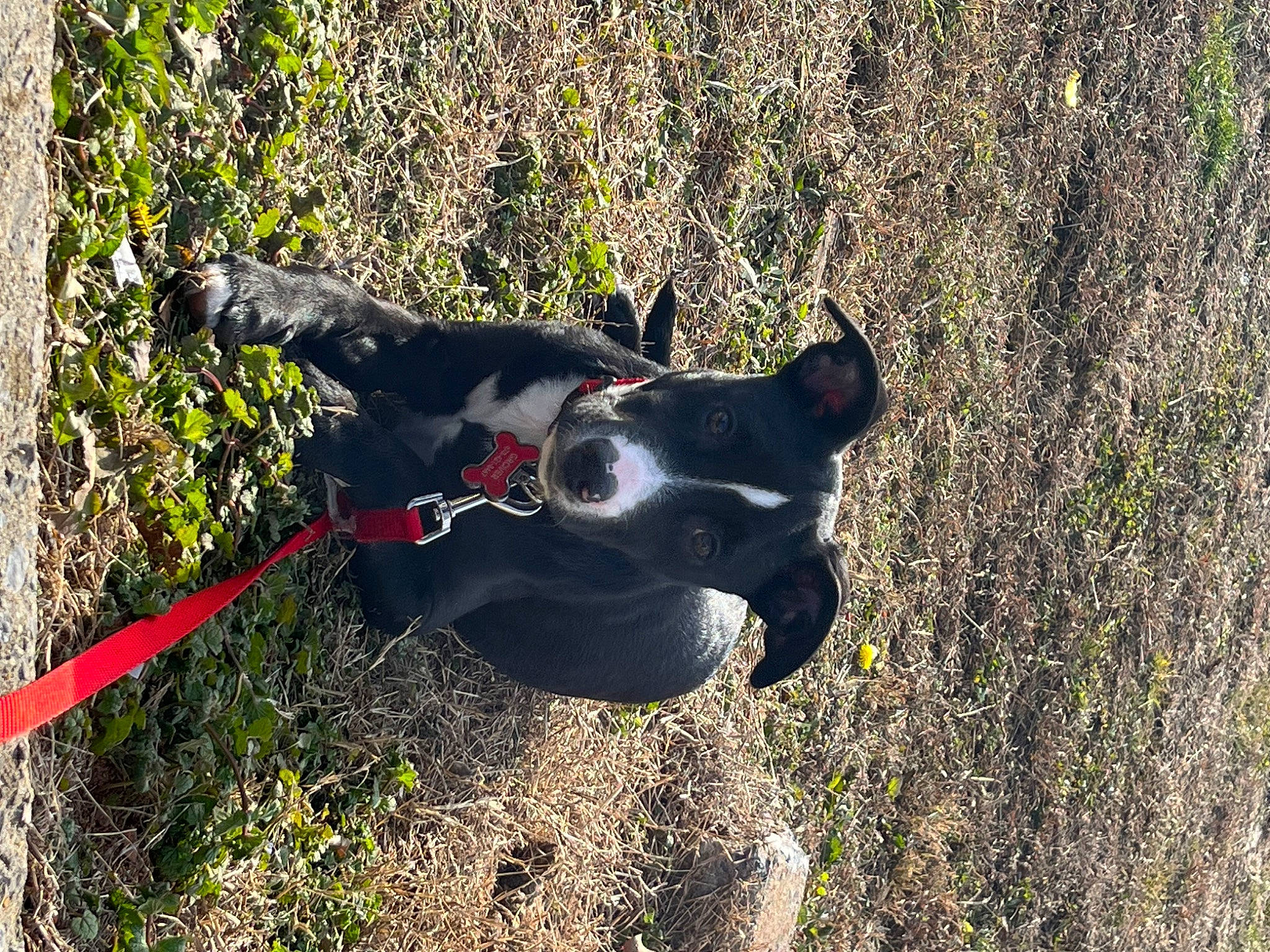 Grover joined the competition — help win amazing prizes! adventure, canidae, carnivore, collar, companion_dog, dog, dog_breed, dog_collar, dog_supply, fashion_accessory, grass, pet_supply, plant, recreation, snout, soil, sporting_group, tail, terrestrial_animal, working_animal