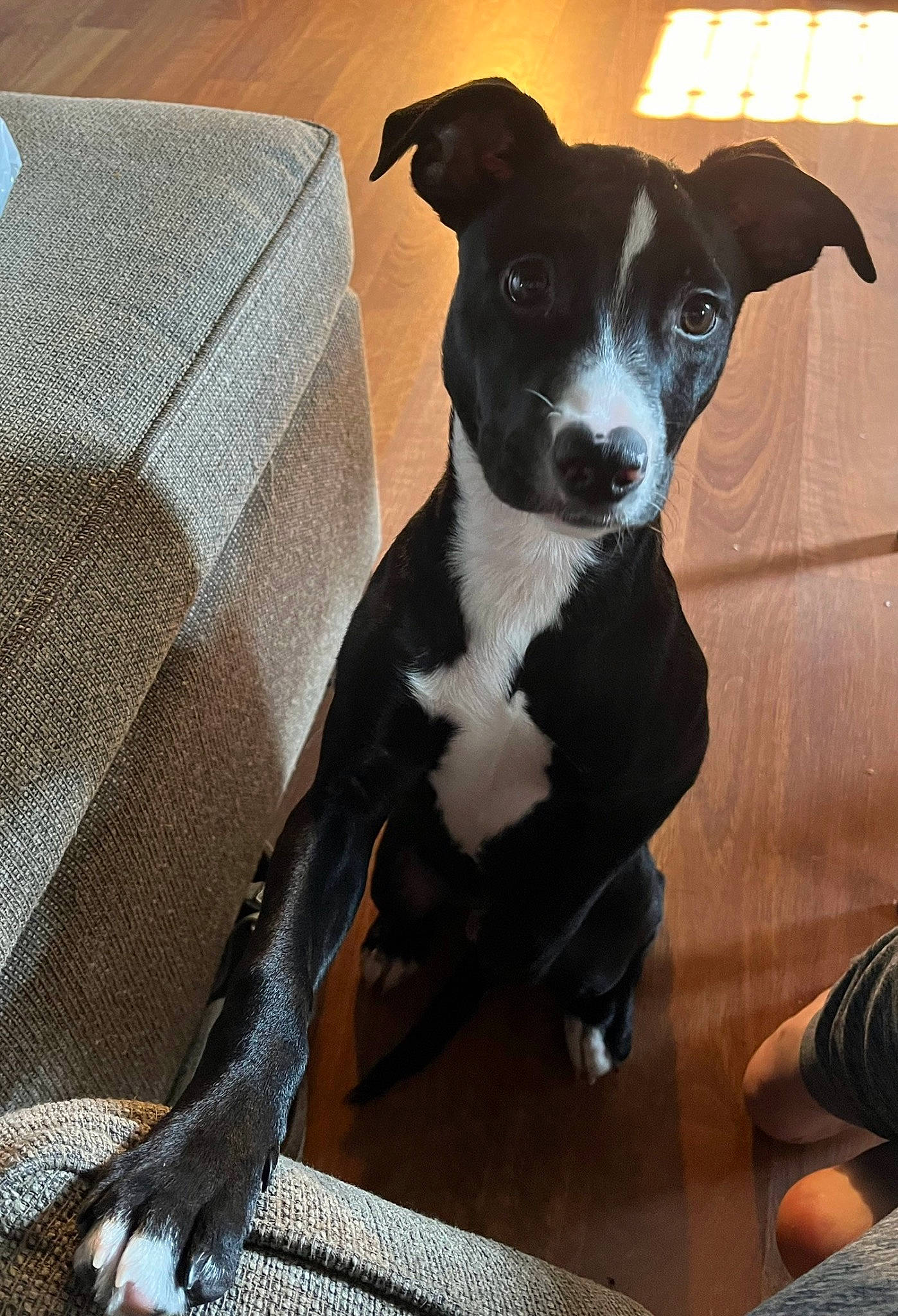 Grover joined the competition — help win amazing prizes! carnivore, collar, comfort, companion_dog, dog, dog_breed, dog_collar, dog_supply, linens, mcnab, non_sporting_group, small_terrier, sporting_group, terrestrial_animal, terrier, whiskers, working_animal, working_dog