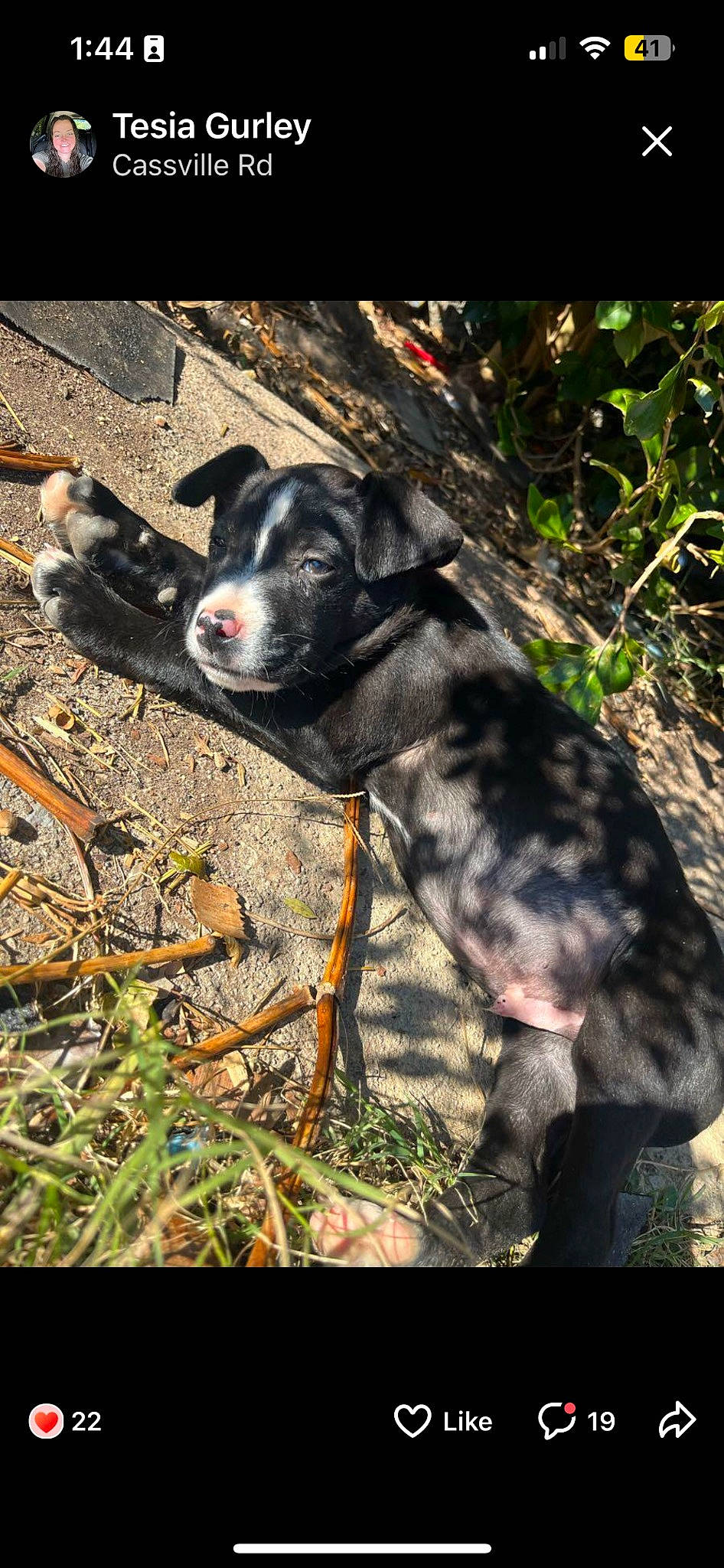 Grover is registered to the contest to win money with this photo: adventure, carnivore, companion_dog, dog, dog_breed, fawn, fur, grass, hunting_dog, non_sporting_group, plant, soil, sporting_group, tail, tasmanian_devil, terrestrial_animal, tree, whiskers, working_animal