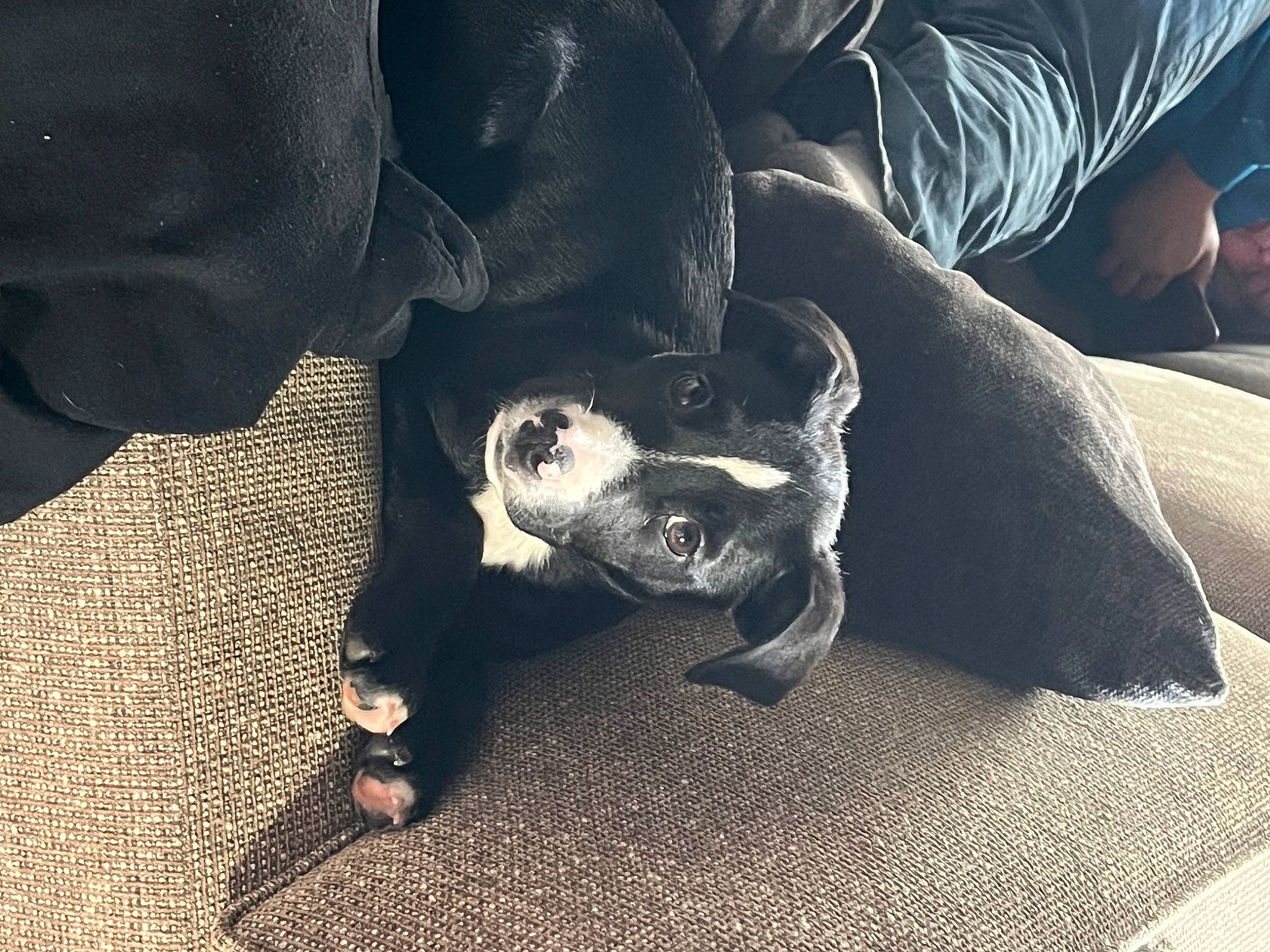 Grover is registered to the contest to win money with this photo: boston_terrier, canidae, carnivore, cloud, comfort, companion_dog, dog, dog_breed, foot, fur, human_leg, paw, snout, sporting_group, tail, terrestrial_animal, tints_and_shades, toy_dog, whiskers, working_animal