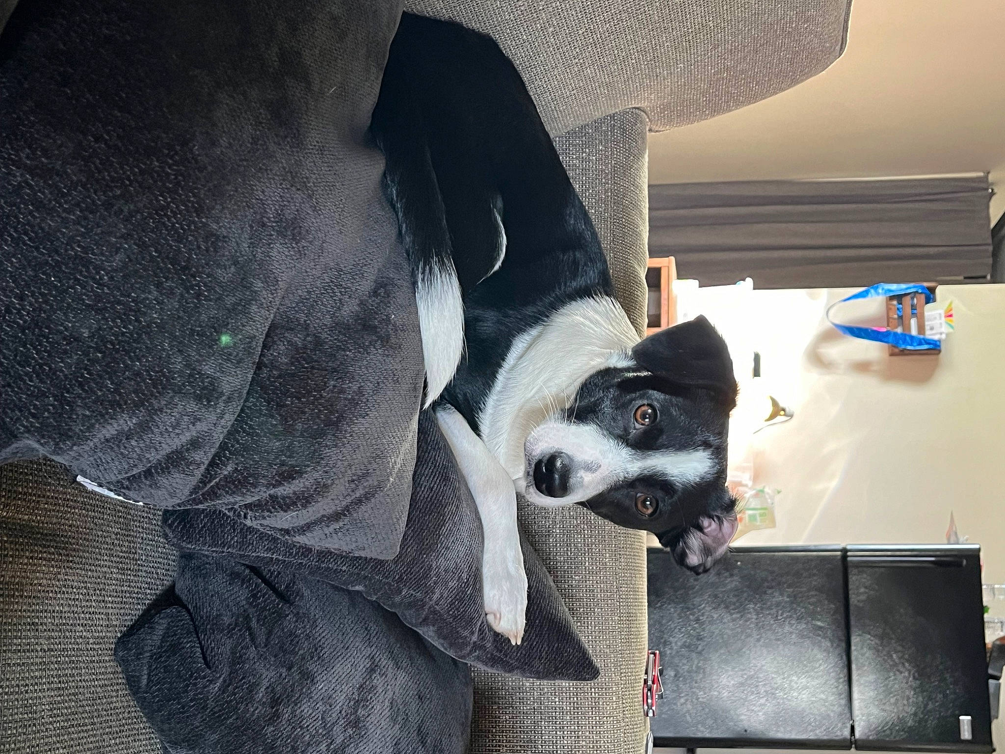 Lulu joined the competition — help win amazing prizes! auto_part, automotive_design, automotive_tire, canidae, car_seat, car_seat_cover, carnivore, comfort, companion_dog, couch, dog, dog_breed, eyewear, flash_photography, flooring, human_leg, snout, sporting_group, tints_and_shades, vehicle_door