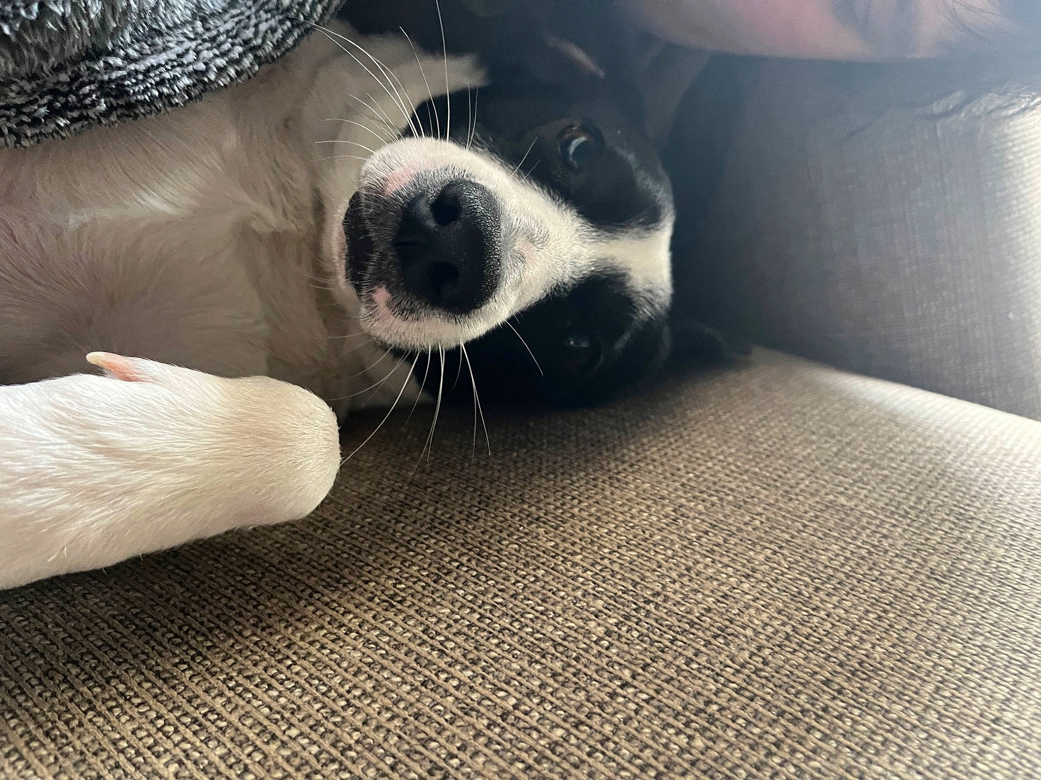 Lulu is registered to the contest to win money with this photo: carnivore, cloud, comfort, companion_dog, dog, dog_breed, flooring, foot, fur, human_leg, linens, nail, nap, pattern, paw, sitting, snout, toy_dog, whiskers