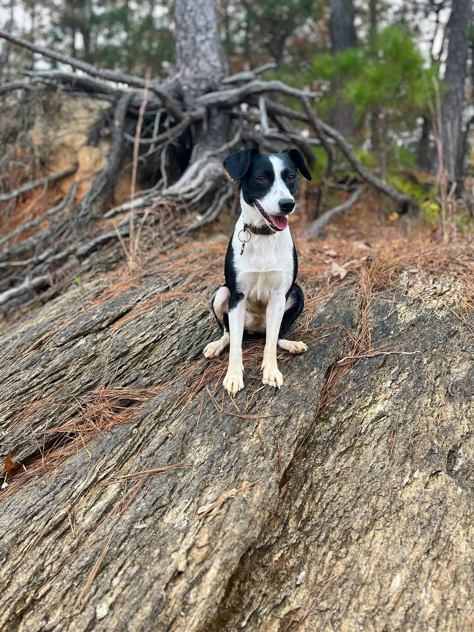 Lulu joined the competition — help win amazing prizes! adventure, canidae, carnivore, collar, companion_dog, dog, dog_breed, fawn, forest, plant, recreation, snout, soil, sporting_group, tail, terrier, tree, twig, wood, woodland