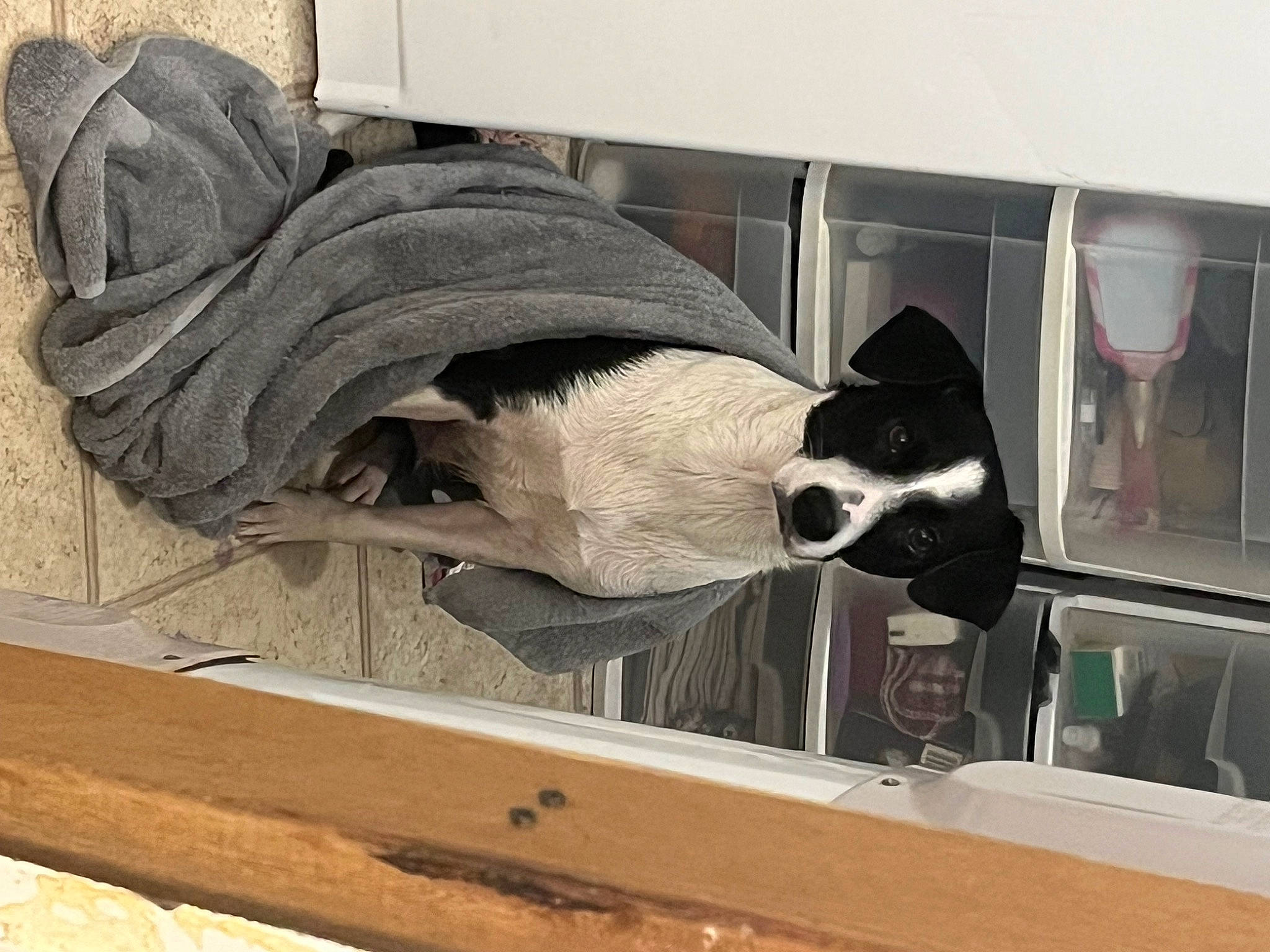 Lulu joined the competition — help win amazing prizes! boston_terrier, dog, eyewear, fawn, flooring, fur, goggles, grey, hardwood, house, plywood, room, sporting_group, sunglasses, tail, whiskers, window, wood, wood_stain, working_animal