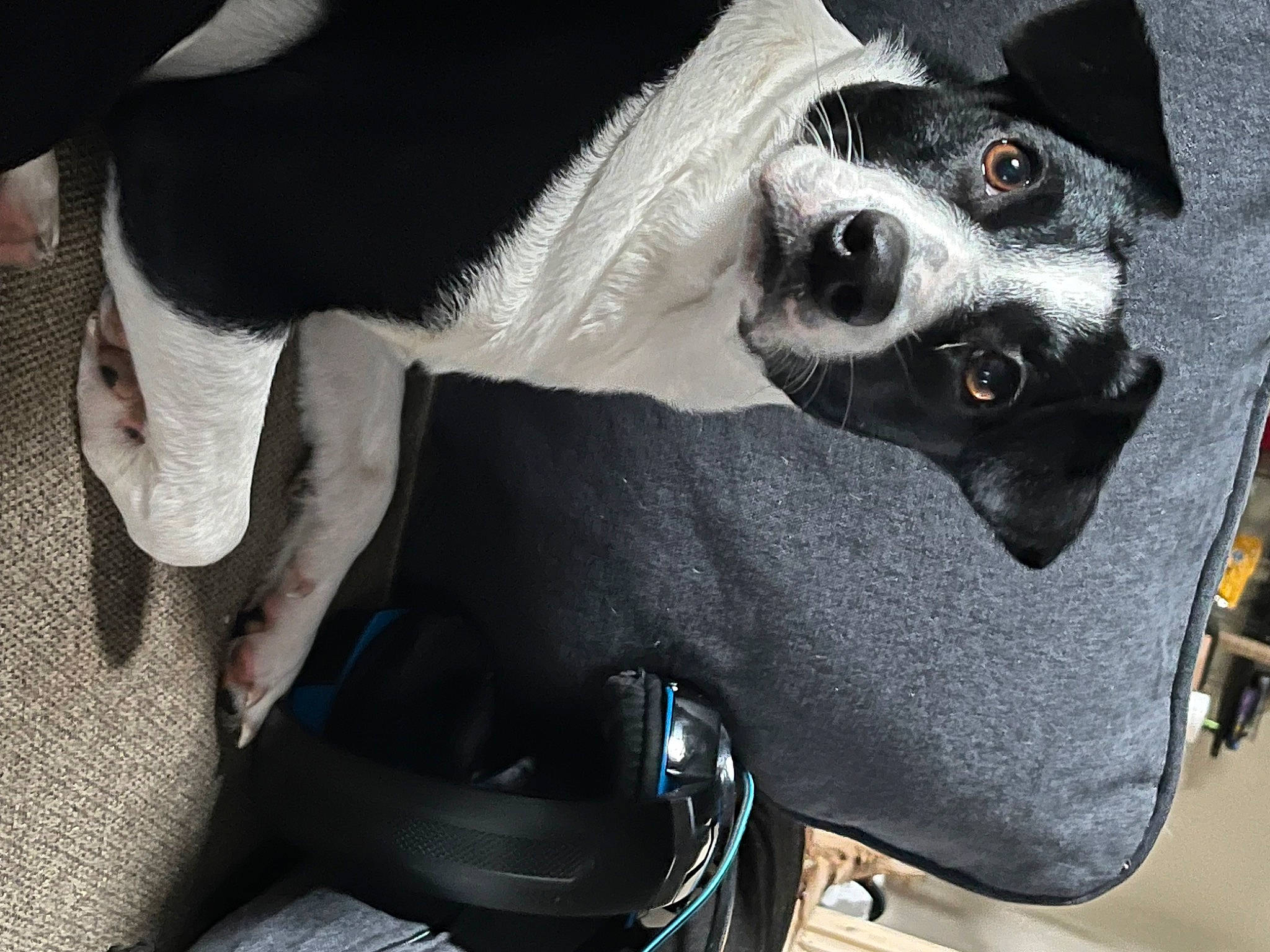 Lulu joined the competition — help win amazing prizes! auto_part, canidae, carnivore, collar, comfort, companion_dog, dog, dog_breed, dog_collar, dog_supply, fur, non_sporting_group, paw, snout, sporting_group, vehicle, whiskers, working_animal