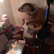 Gemma is registered to the contest to win money with this photo: bottle, cat, cat_tree, clutter, cosmopolitan, indoor, lamp, leopard_print, magazine, nightstand, pet, scissors, shadows, sleeping_cat, tabby_cat, tissue_box, walking_cane, warm_lighting, window, wooden_floor