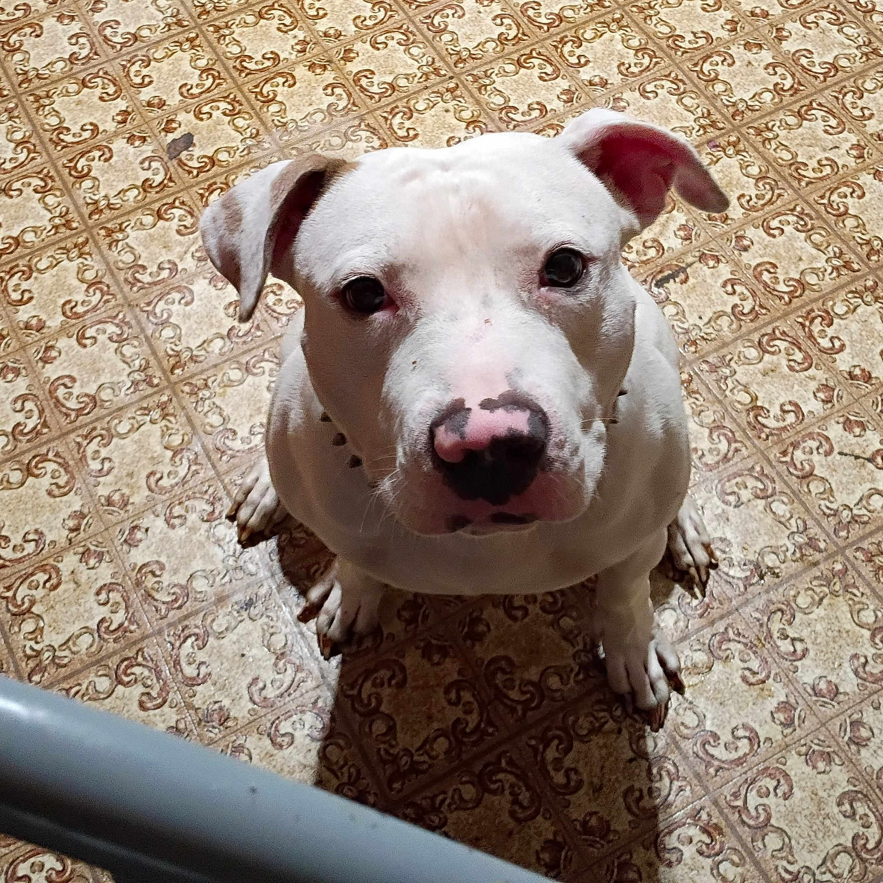 Piggy joined the competition — help win amazing prizes! dog, white_dog, pet, floor, tile_floor, patterned_floor, indoor, looking_up, cute, animal, canine, ears, nose, shadow, sitting, domestic_animal, companion, portrait, front_view, curious