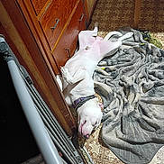Piggy joined the competition — help win amazing prizes! animal, blanket, canine, collar, corner, cozy, dog, domestic, floor, fur, home, indoor, lying_down, patterned_floor, pet, relaxed, resting, sleeping, white_dog, wooden_cabinet