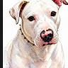 Piggy joined the competition — help win amazing prizes! animal, art, closeup, collar, cute, dog, ears, expression, face, gentle, illustration, painting, pet, portrait, snout, soft_colors, spiked_collar, studio, watercolor, white_dog