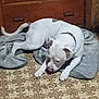dog, white_dog, pet, blanket, wood_dresser, floor_tile, patterned_floor, collar, paw, tongue, indoor, home, lying_down, resting, chewing, fur, muzzle, blanket_bed, corner, cozy