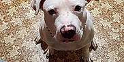 Ghost is registered to the contest to win money with this photo: dog, white_dog, pitbull, pet, indoor, tiled_floor, looking_up, paws, nose, ears, eyes, sitting, curious, close_up, patterned_floor, domestic, canine, animal_portrait, shadow, collar