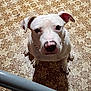 dog, white_dog, pitbull, pet, indoor, tiled_floor, looking_up, paws, nose, ears, eyes, sitting, curious, close_up, patterned_floor, domestic, canine, animal_portrait, shadow, collar