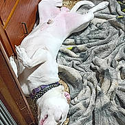 Ghost is registered to the contest to win money with this photo: dog, white_dog, sleeping, belly_up, collar, studded_collar, blanket, rug, wooden_cabinet, floor_tiles, indoor, pet, relaxed, sleepy, paw, tongue, nose, cozy, playful, sleeping_pose