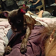Brown Boy is registered to the contest to win money with this photo: dog, indoor, person, sitting, shelf, books, furniture, blanket, purple_clothing, brown_dog, relaxing, casual, home, woman, legs, chair, sitting_person, pet, cozy, dim_lighting