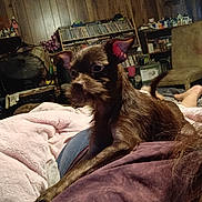 Brown Boy is registered to the contest to win money with this photo: dog, pet, indoor, blanket, person, lap, furniture, wood_paneling, shelf, clutter, brown_dog, curious, cozy, relaxed, casual, home, living_room, seated, canine, companion