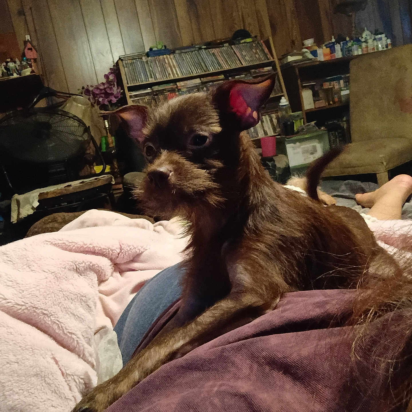 Brown Boy is registered to the contest to win money with this photo: dog, pet, indoor, blanket, person, lap, furniture, wood_paneling, shelf, clutter, brown_dog, curious, cozy, relaxed, casual, home, living_room, seated, canine, companion