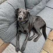 Hank is registered to the contest to win money with this photo: animal, canine, collar, comfort, cushion, daylight, dog, ears, fur, furniture, gray_dog, looking_up, outdoor, pavement, paw, pet, relaxing, resting, sofa, tail
