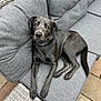 animal, canine, collar, comfort, cushion, daylight, dog, ears, fur, furniture, gray_dog, looking_up, outdoor, pavement, paw, pet, relaxing, resting, sofa, tail