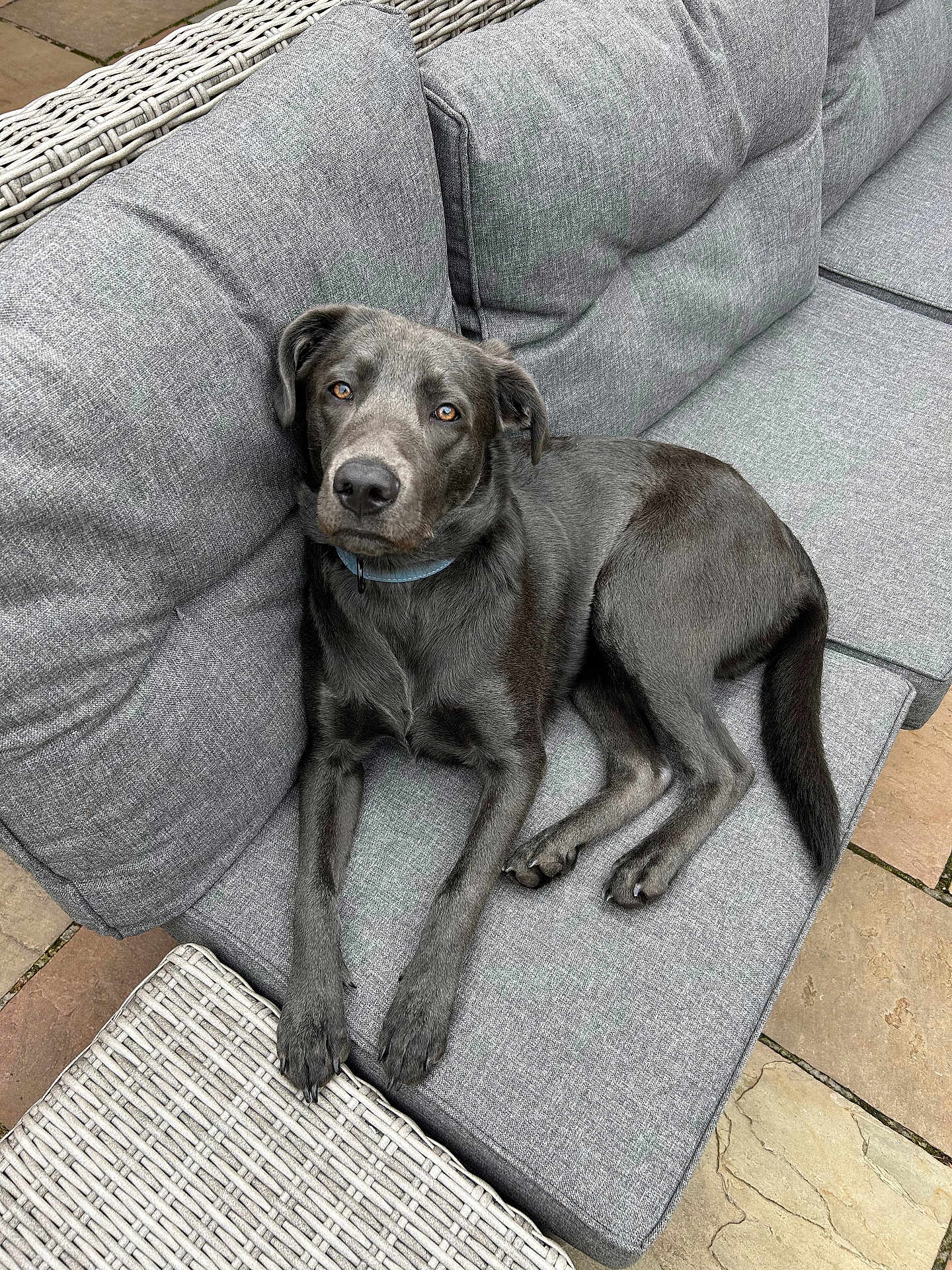 Hank
