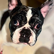 Charly participe au concours pour gagner de l'argent avec cette photo : dog, boston_terrier, pet, black_and_white, portrait, close_up, face, eyes, ears, nose, muzzle, indoor, blanket, soft_focus, camera_facing, wide_eyed, cute, funny, animal, photography
