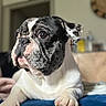 Charly a rejoint le concours — aidez-le/la à gagner de superbes lots ! dog, bulldog, pet, animal, portrait, close_up, wrinkles, black_and_white, white_fur, short_fur, floppy_ears, brown_eyes, snout, paws, sitting, indoors, cushion, blue_blanket, home, cute