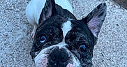 Charly a rejoint le concours — aidez-le/la à gagner de superbes lots ! dog, boston_terrier, pet, canine, black_and_white, short_snout, bat_ears, tongue_out, happy, playful, outdoor, concrete, sidewalk, leash, garden, portrait, closeup, looking_at_camera, brindle, animal