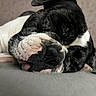 Charly a rejoint le concours — aidez-le/la à gagner de superbes lots ! dog, sleeping, black_and_white, close_up, muzzle, nose, eyes_closed, fur, pet, resting, cushion, indoors, portrait, relaxed, cute, snout, paw, floppy_ears, soft_lighting, home